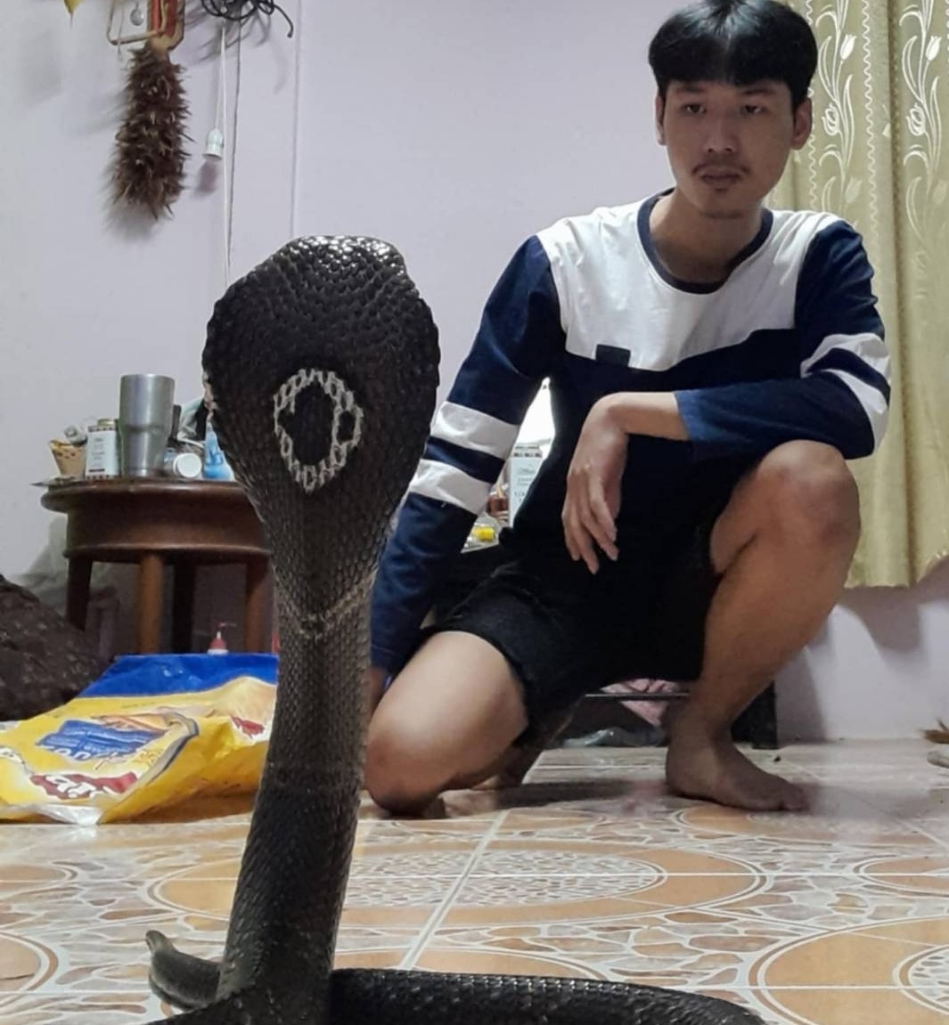 นครนายก – หนุ่มใจรักชอบเก็บงูข้ามถนน มาเลี้ยง