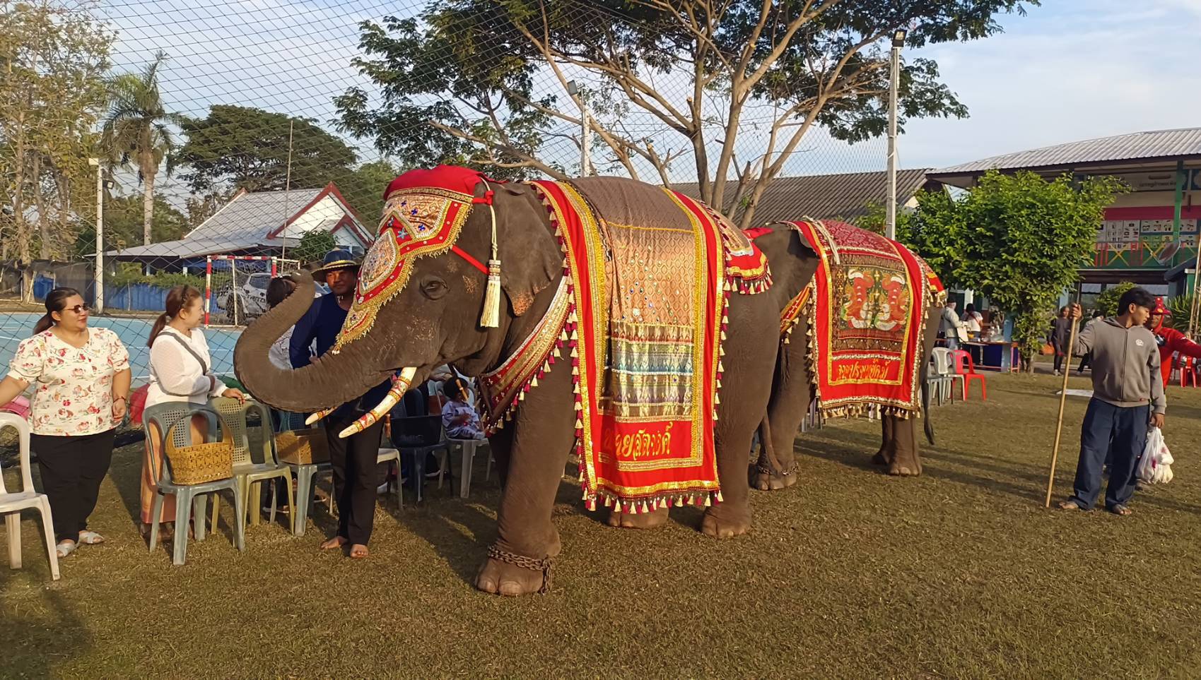 ชัยภูมิ ฮือฮาช้างแสนรู้ 2 เชือกร่วมบิณฑบาตกับพระเกจิชื่อดัง